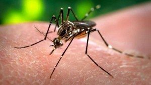 Senado EEUU aprueba 1.100 millones para Zika