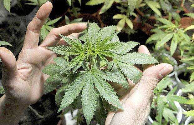 California inicia venta legal de marihuana