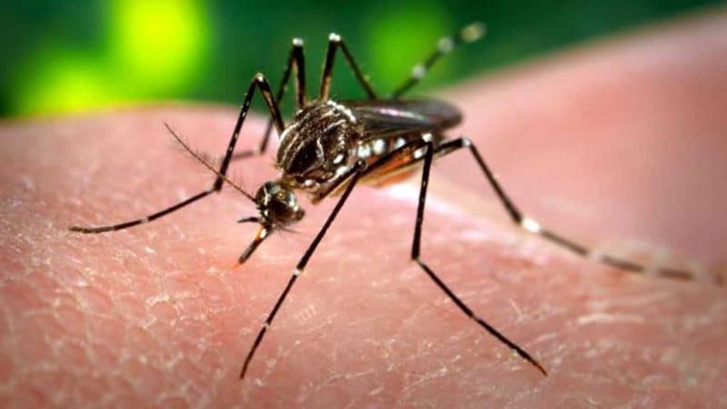 Alerta epidemiológica en Latinoamérica por aumento dengue