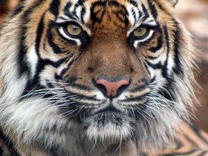 Se extinguen en Camboya los tigres de Indochina
