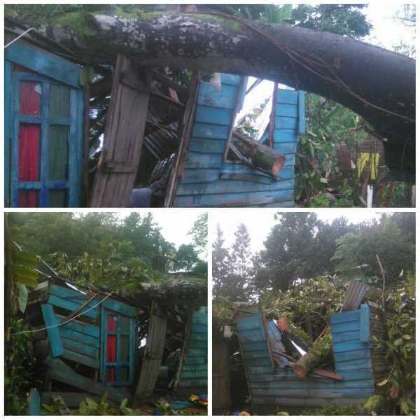 Dos heridos al colapsar árbol en Sosúa