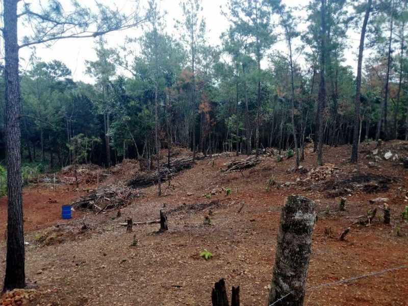 Detienen crimen ecológico en zona montañosa de Jarabacoa