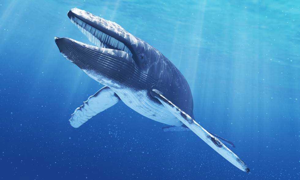 Internet | 'La ballena azul' llega a Chile