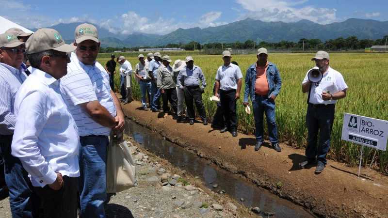 Agricultura anuncia mejoramiento genético del arroz