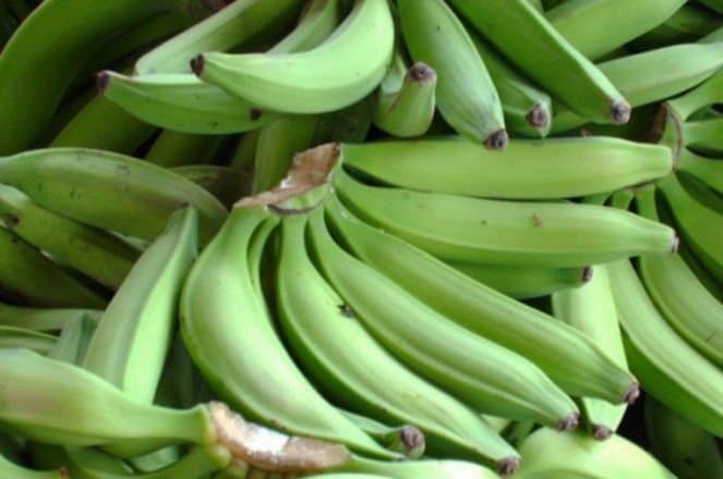Comercio de plátanos genera más de RD$11 mil millones al año