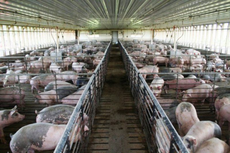China sacrifica más de 20.000 cerdos por peste porcina