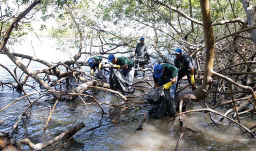 Realizan jornada preservación manglares Luperón