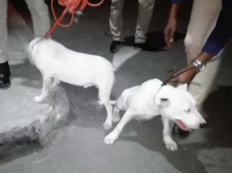 Recuperan perros eran utilizados por microtraficantes en Baní