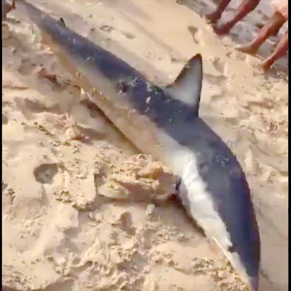 Técnicos Medio Ambiente asisten en rescate tiburón en Sosúa