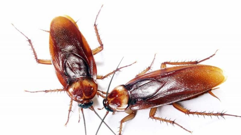 ¿Por qué las cucarachas se están volviendo “imposibles de matar”?