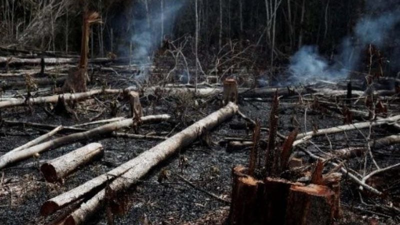 cropped incendio amazonas