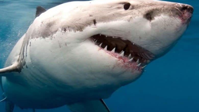 Tiburón blanco merodea costas de Nueva Jersey