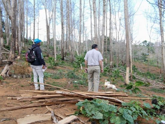Hombre apresado por tala de árboles en Yamasá