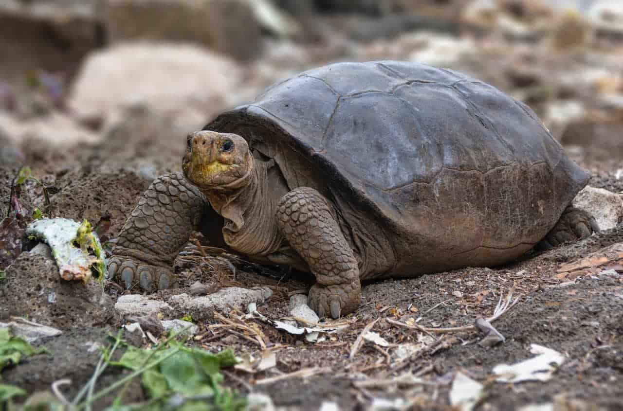 tortuga de la especie Chelonoidis phantasticus