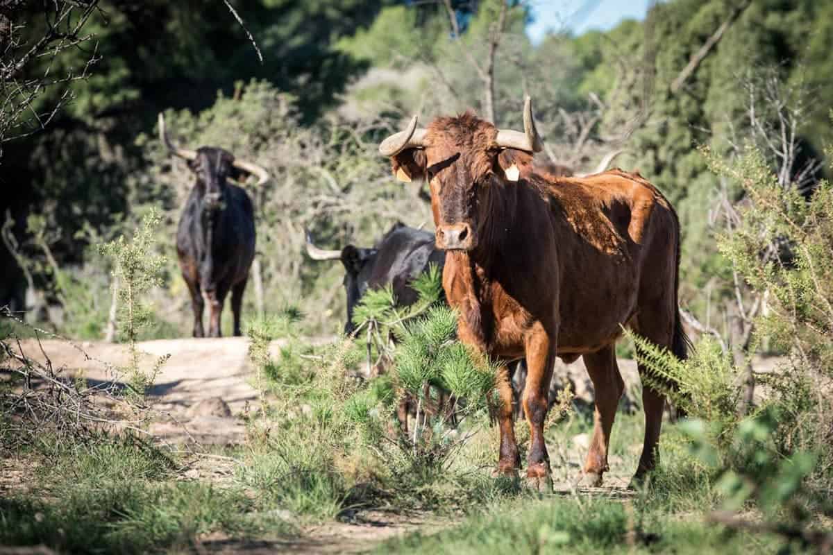 Cuatreros roban 25 vacas de una finca en Manzanillo