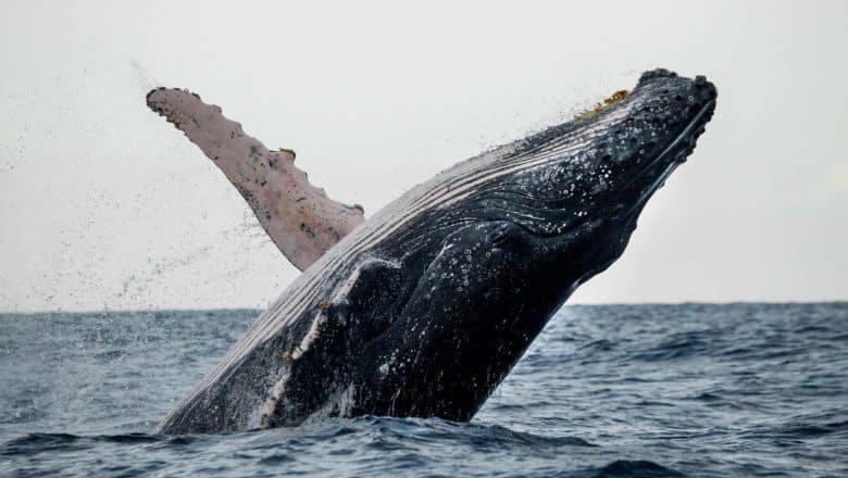 Inicia temporada observación ballenas jorobadas 2022
