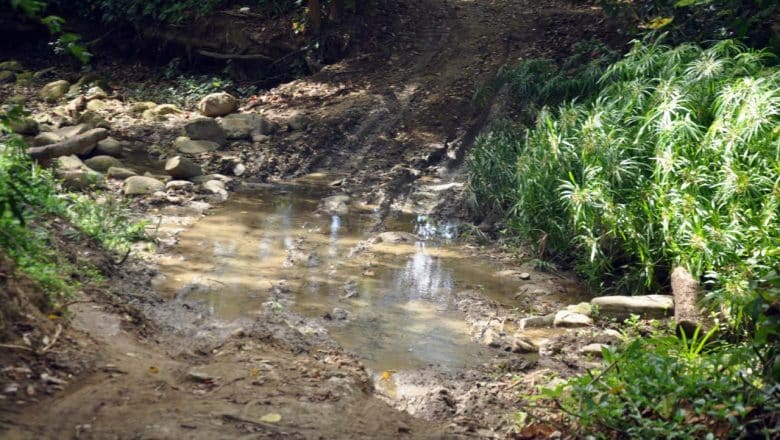 Denuncian daño ambiental en arroyo de Gurabo
