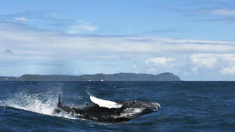 Temporada observación ballenas jorobadas rompe récord visitas