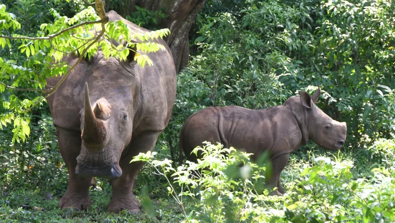 Crece familia de rinocerontes blancos en mayor zoológico de Cuba