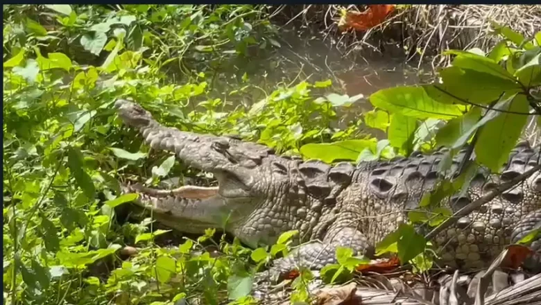 Medio Ambiente localiza cocodrilo en Cenoví