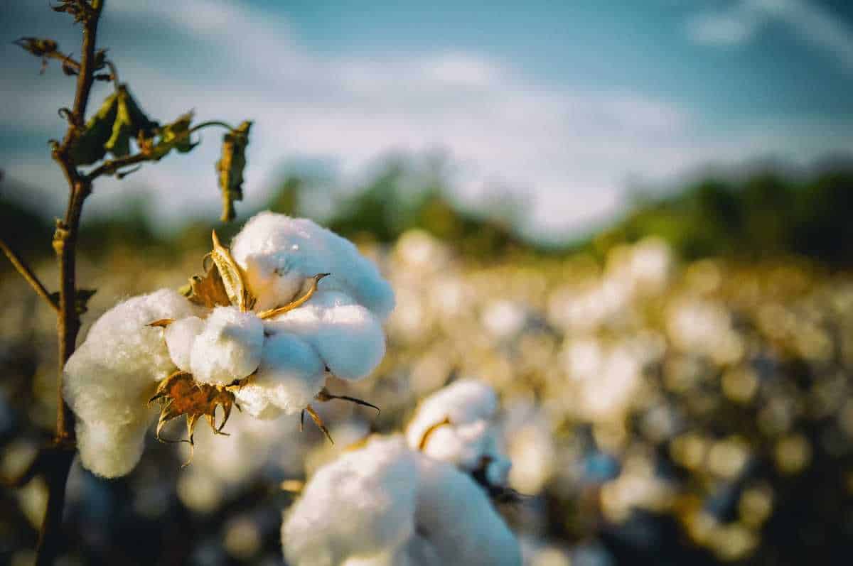 Crece producción de algodón de China en 2022