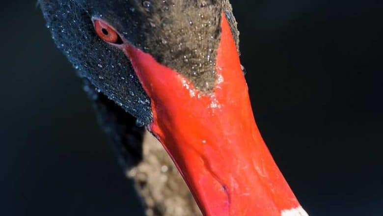 Gripe aviar podría diezmar cisnes negros australianos