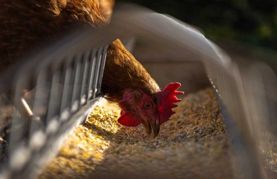 Honduras declara emergencia sanitaria por gripe aviar