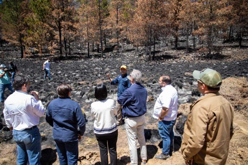 Gobierno reforestará zonas afectadas por incendios
