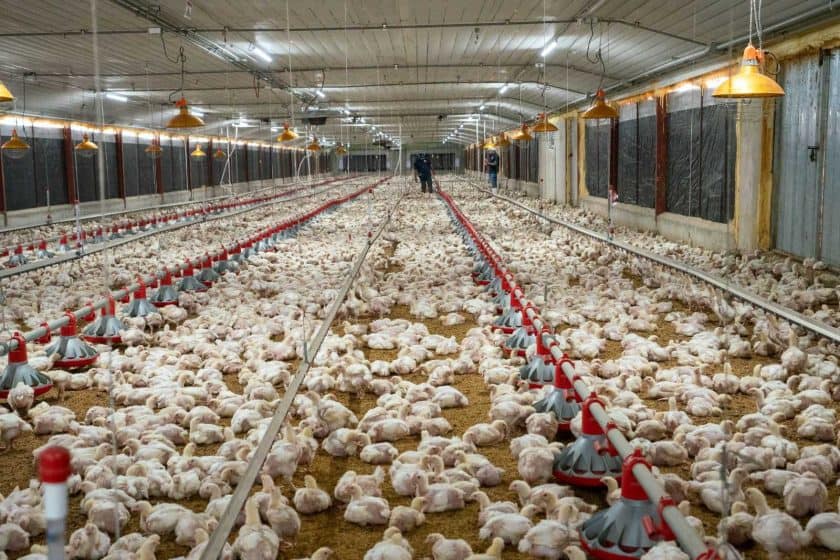 Subsidio de RD$50 millones para productores avícolas