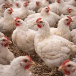 Elaboración de una fórmula de alimento balanceado para pollos parrilleros de alta calidad