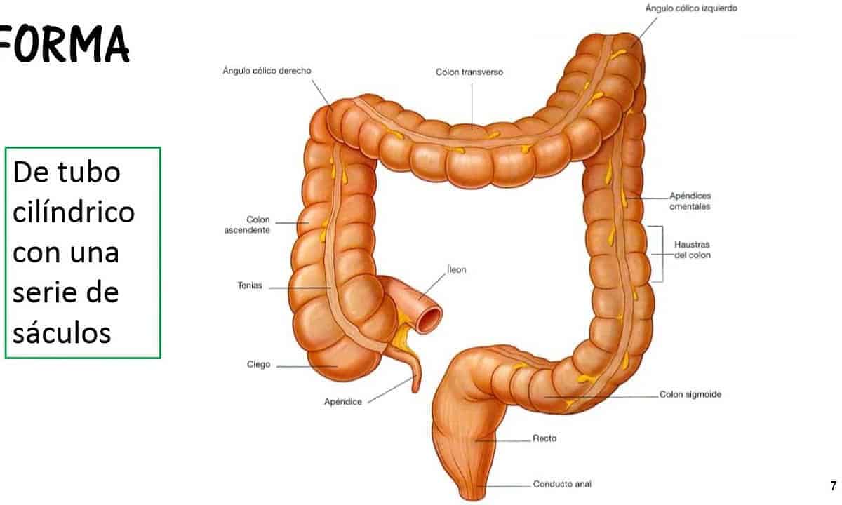 anatomia del intestino grueso