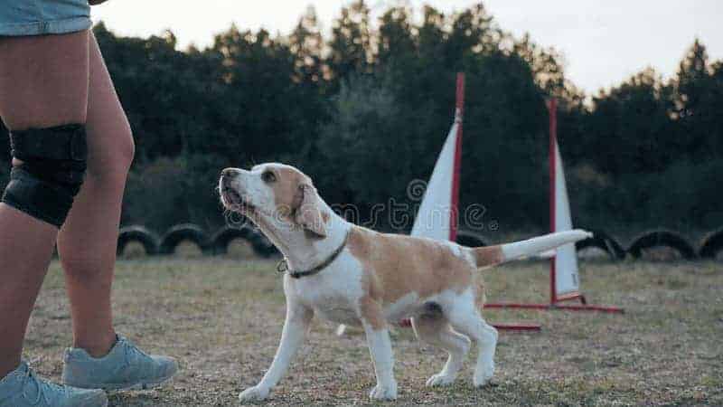 beagle obediente siguiendo dueno