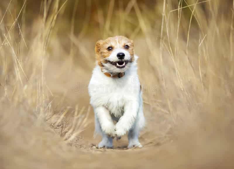 cachorro jugando feliz