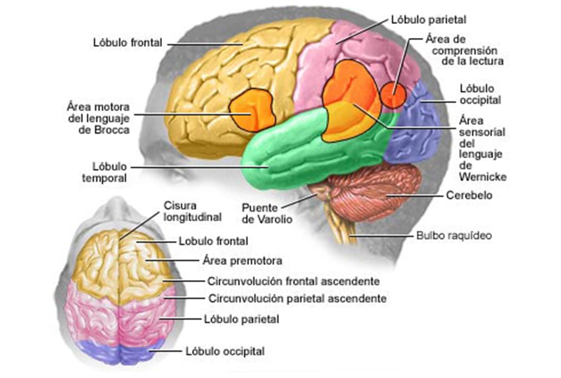 cerebro humano detallado