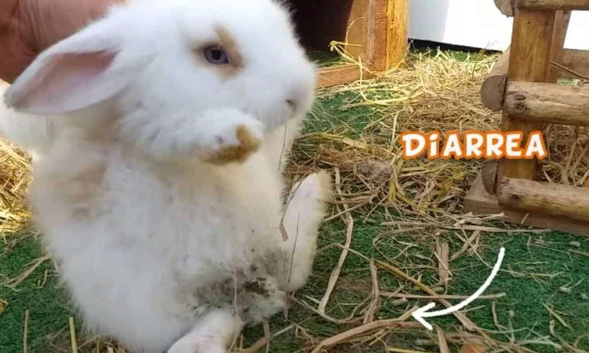 conejo con diarrea 1