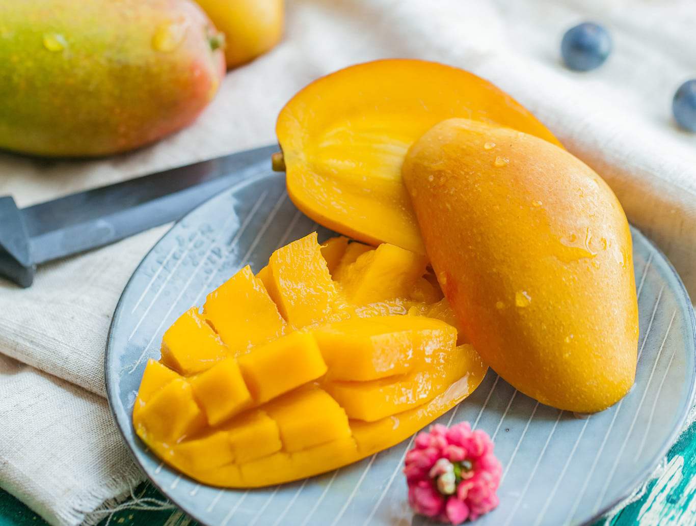 frutos maduros del mango
