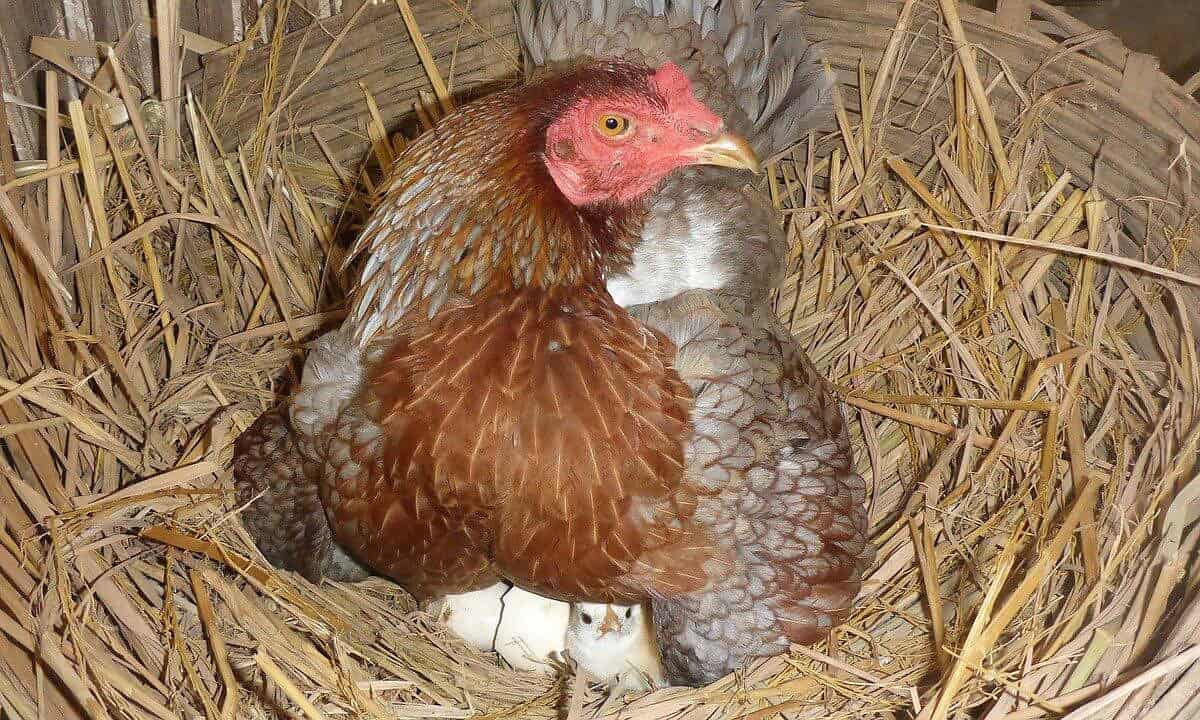gallina incubando huevos