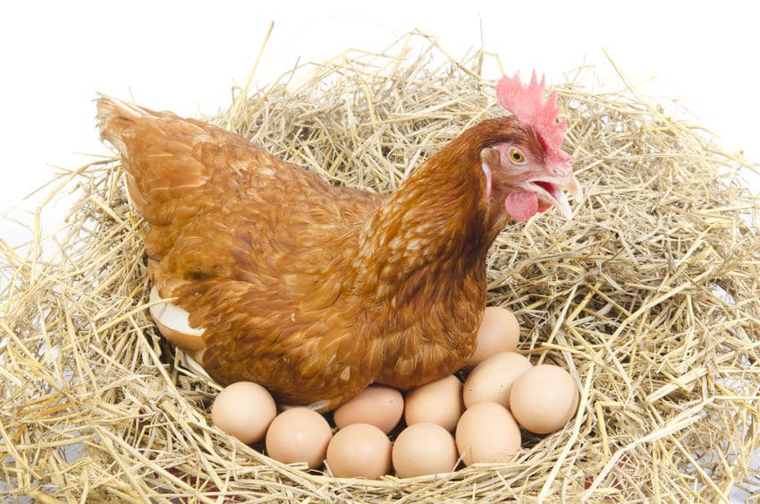 gallinas y huevos