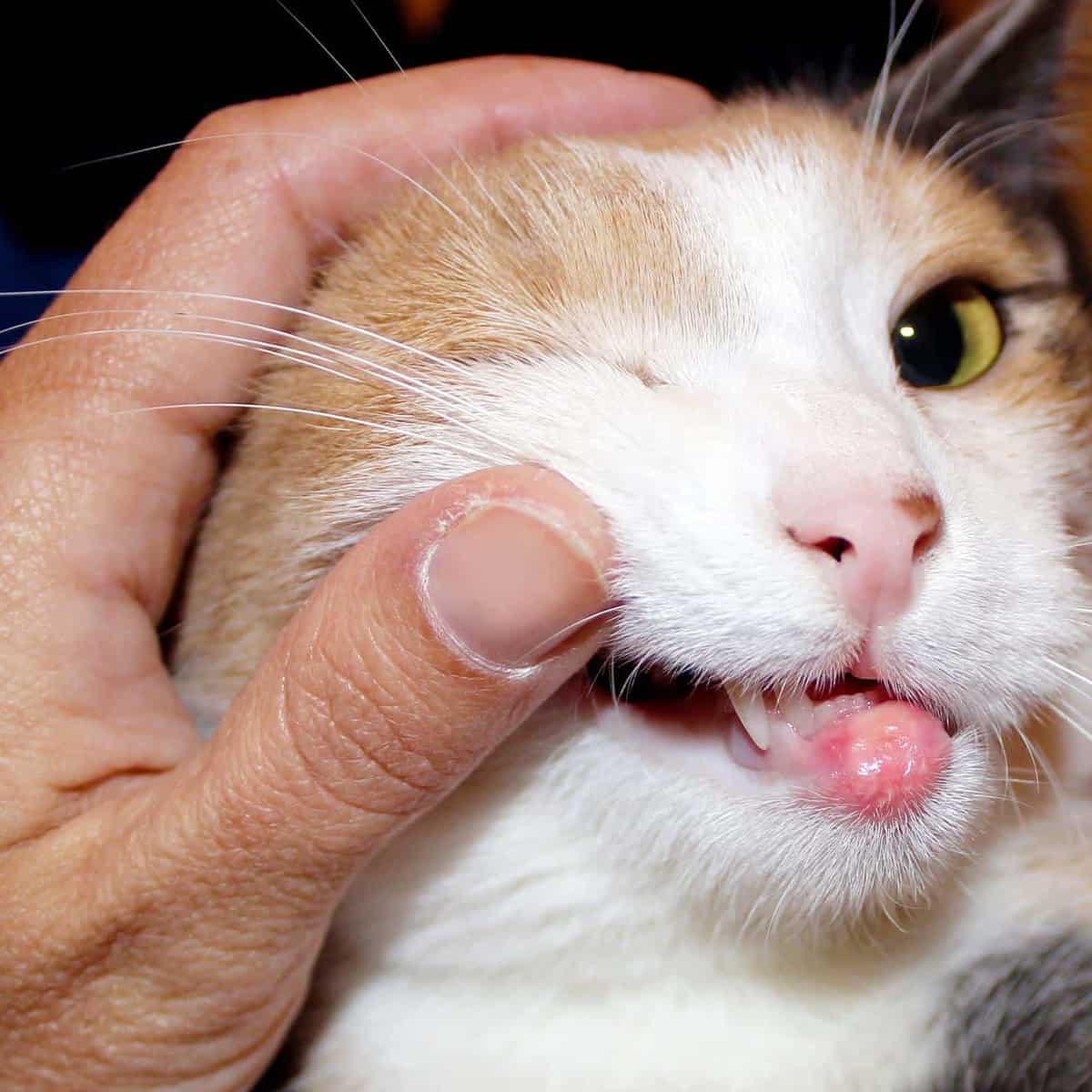gato con llagas en lengua