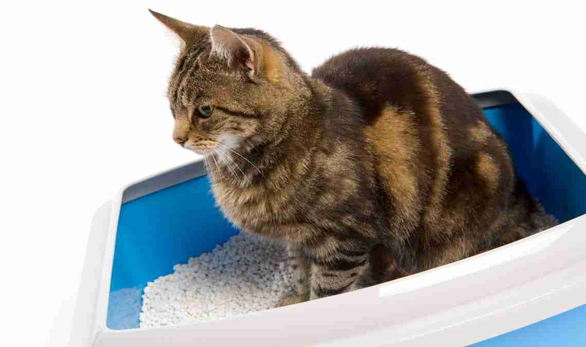 gato usando caja de arena