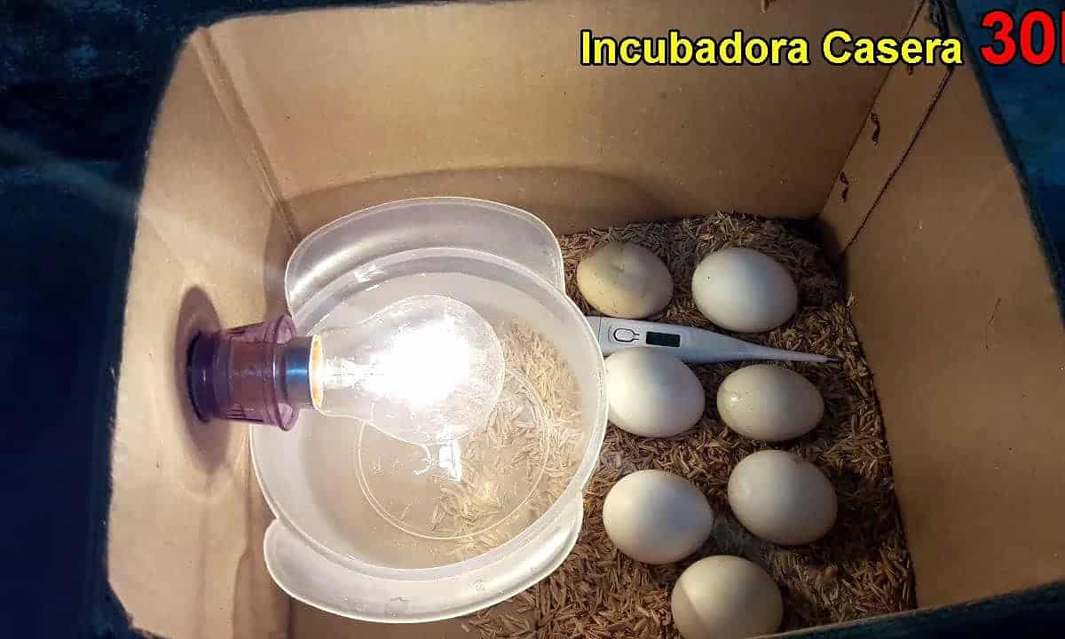 incubadora casera para huevos
