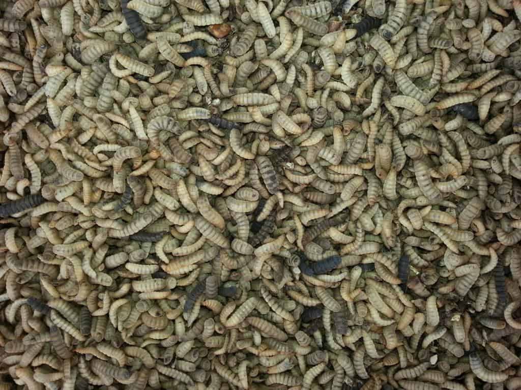 larvas de mosca
