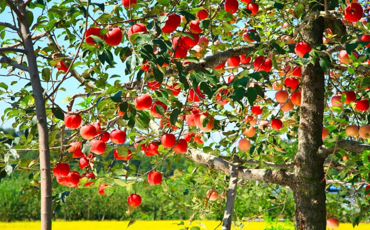 manzanas en un arbol