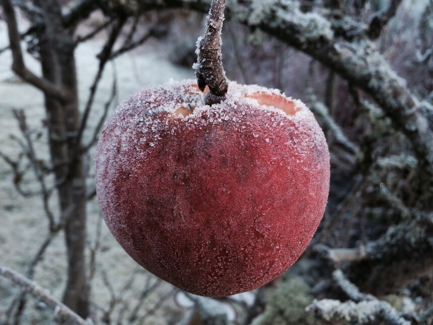 manzanas frescas congeladas