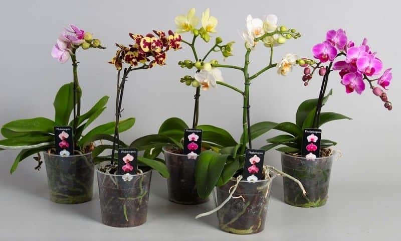 orquidea en maceta pequena