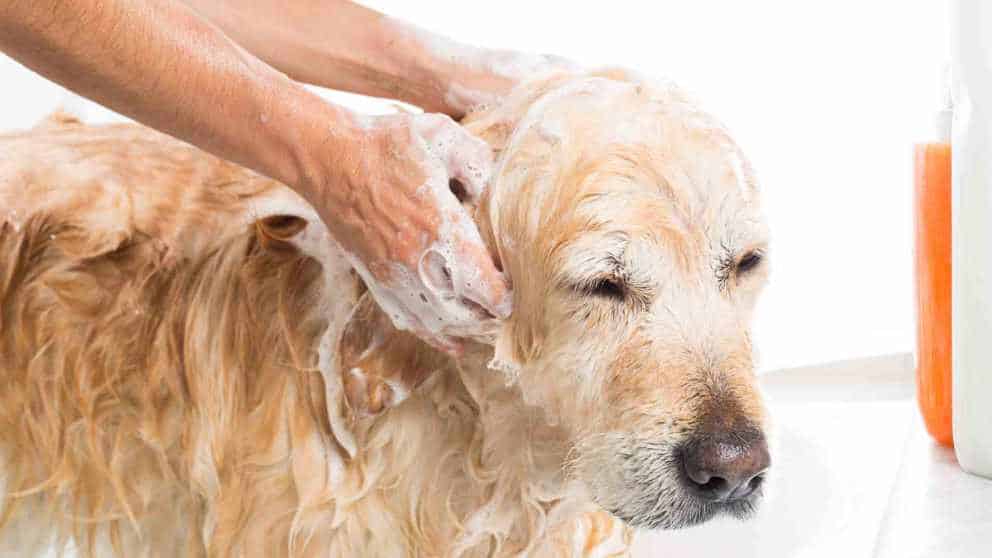 perro banandose sin shampoo