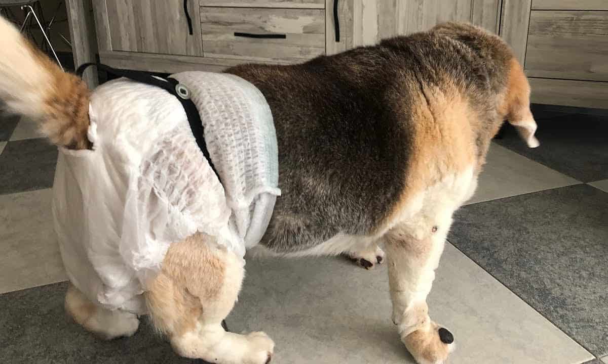 perro con panal hecho en casa