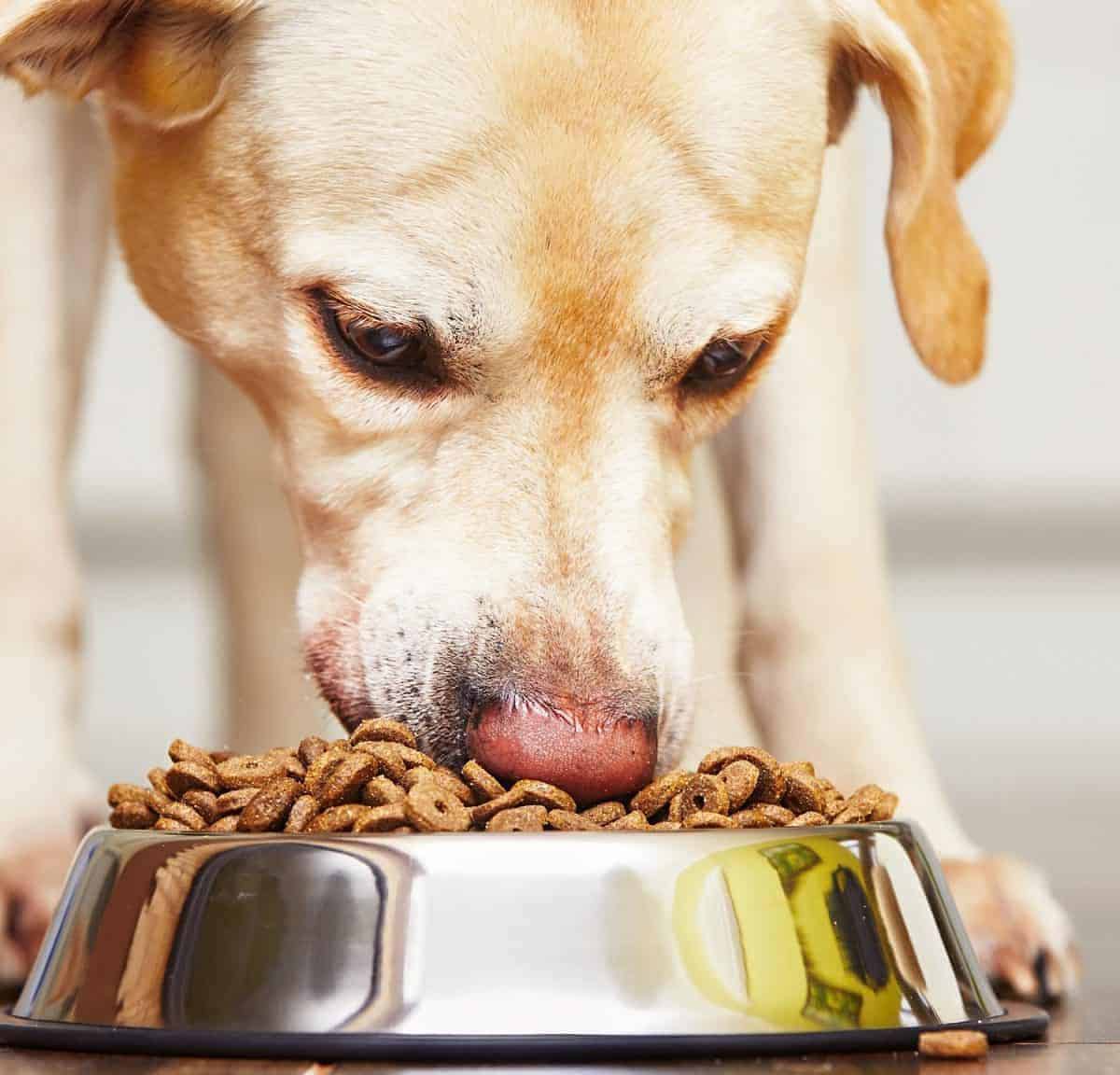 perros comiendo alimento balanceado scaled