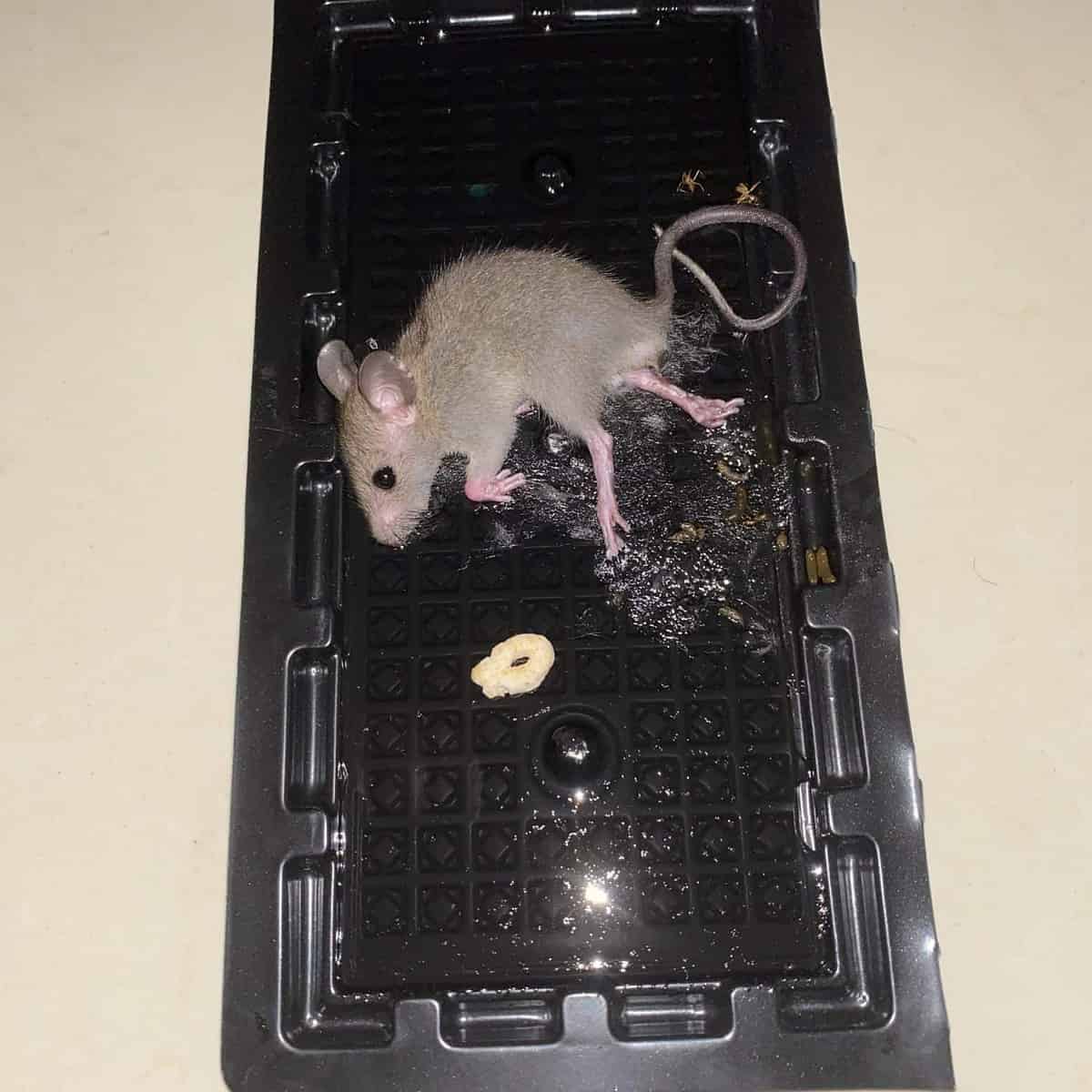 trampa de raton scaled