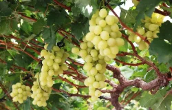 uvas de mesa de alto valor genético